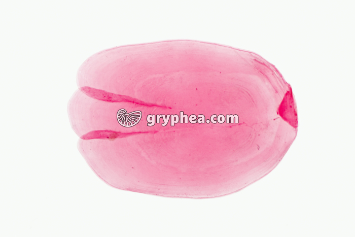 Ecaille de Poisson type cycloïde Brochet x3 - gryphea.org